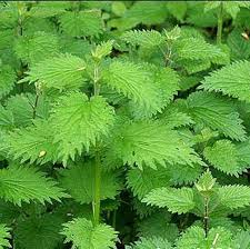 Image result for nettle benefits